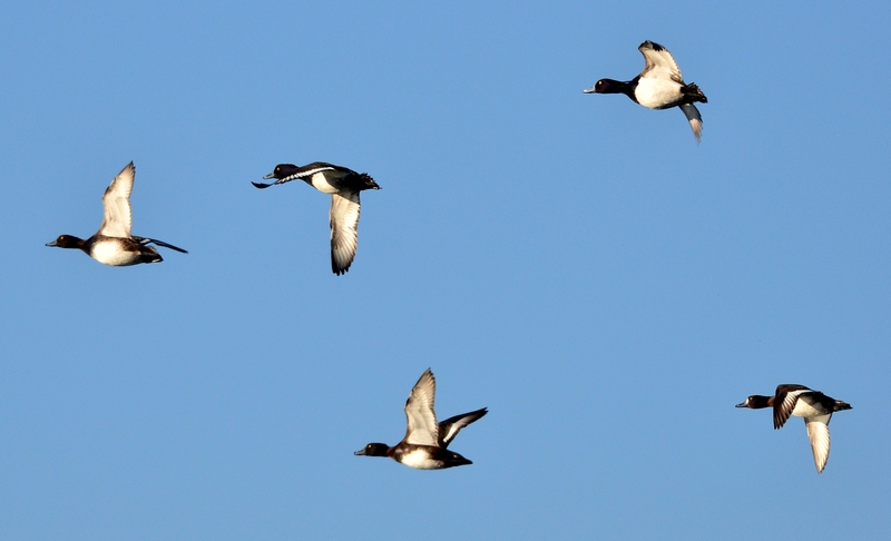 Morette in volo